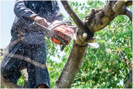 tree services Battle Ground